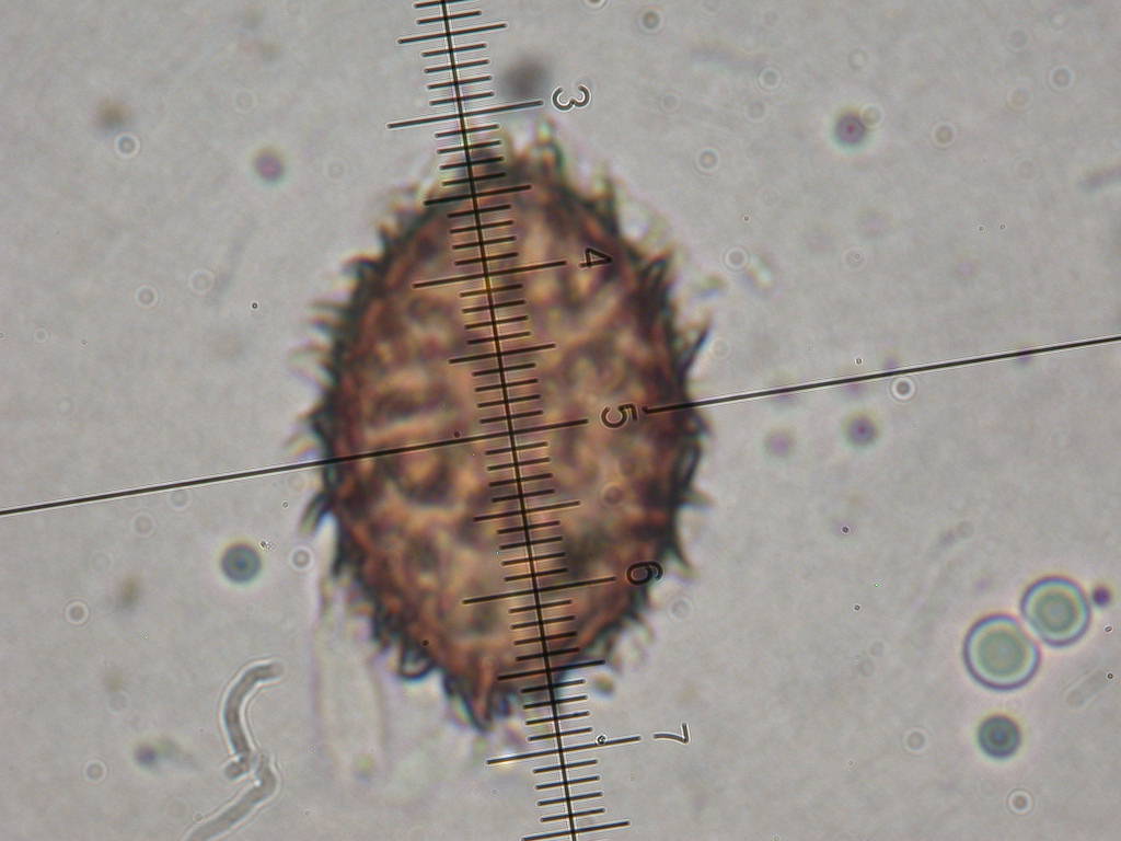 Con l''aiuto del microscopio... QUIZ